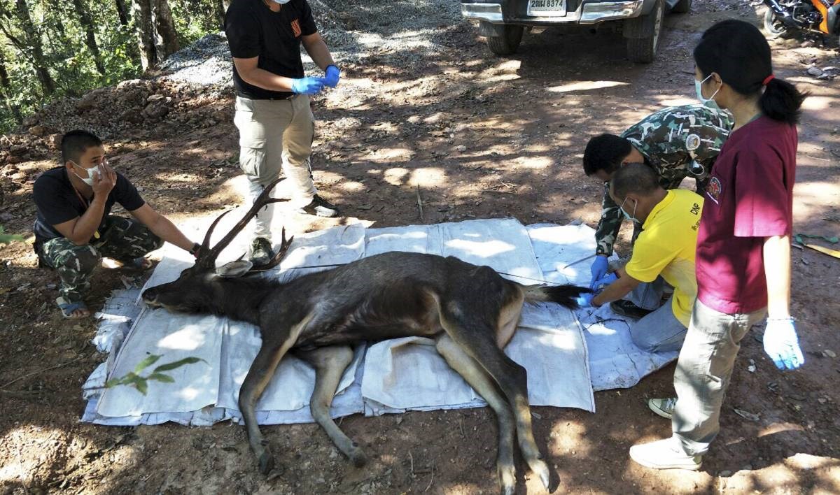 FOTO U želucu mrtvog jelena u Tajlandu bilo 7 kg smeća: plastika, donje rublje